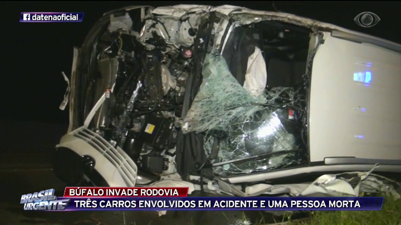 Búfalo invade rodovia e mata um na Nova Dutra