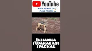 IKhanka/uJakalasi/Jackal. By Kholo Khumalo TV 📺