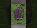 phantom elytra