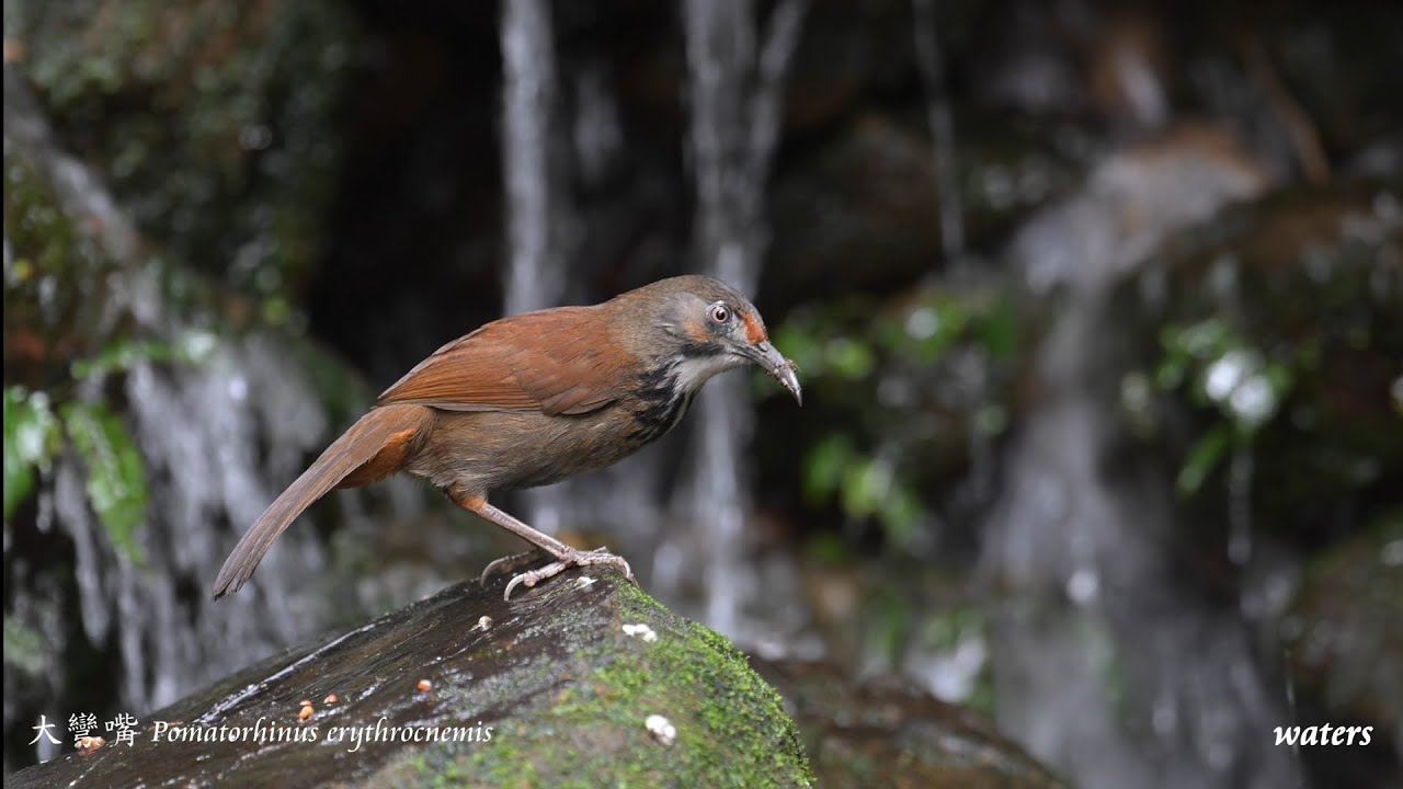 大彎嘴 Pomatorhinus erythrocnemis