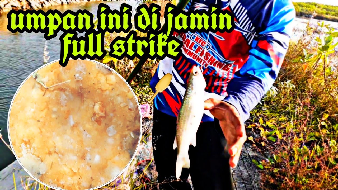 Mancing ikan belanak umpan baru bikin greget