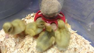 Indian Runner Ducklings, less peeping, more eating