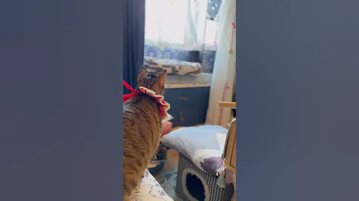 Watch the video about #cat #catlover #catplaying #tabbycat #kitten #cute #funny #catplaytime