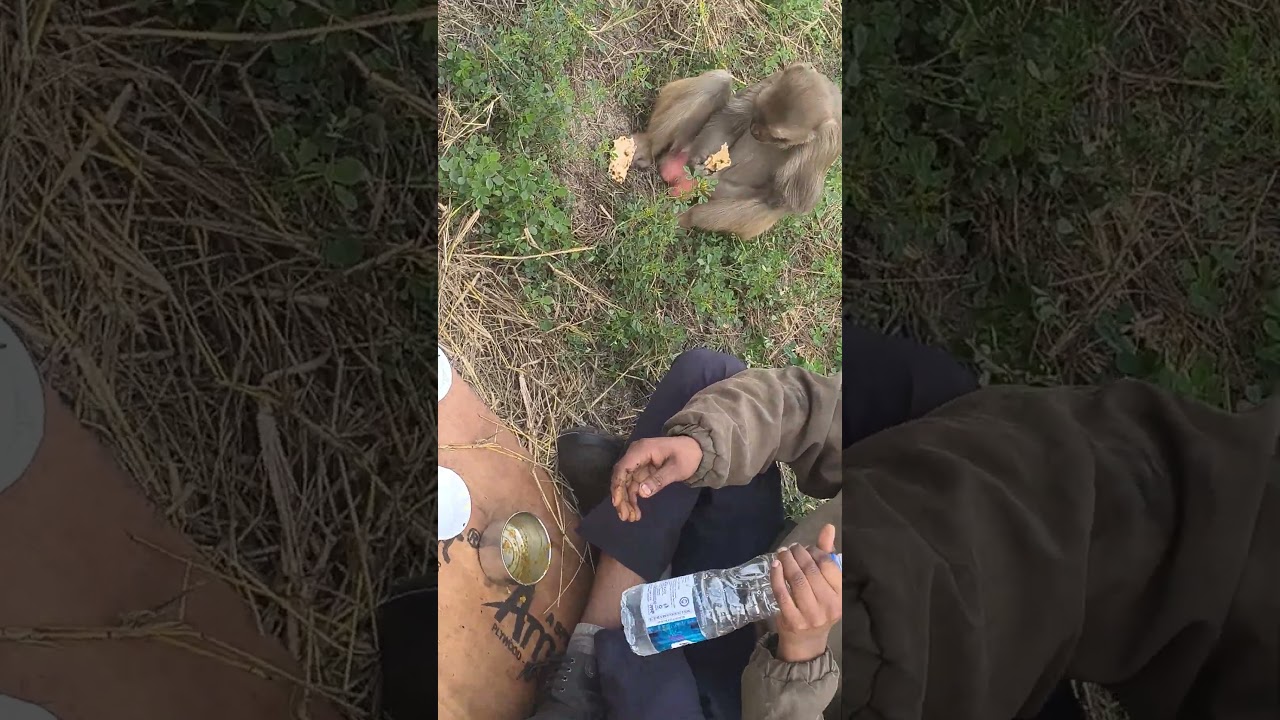 bander sath me khana khaya