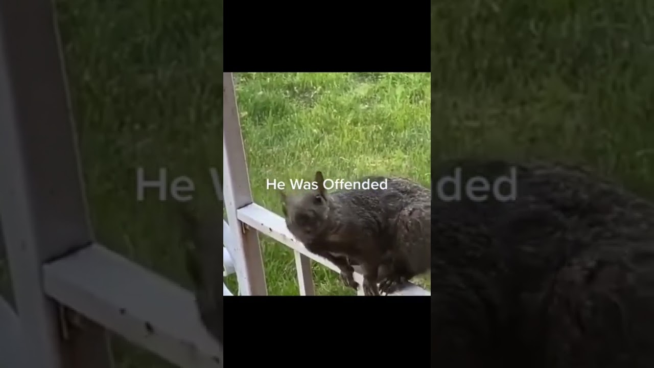 Squirrel's like "What did I do I didn’t even say shi to you"🐿️