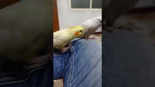 COCKATIEL FIGHT FOR THE PIN.