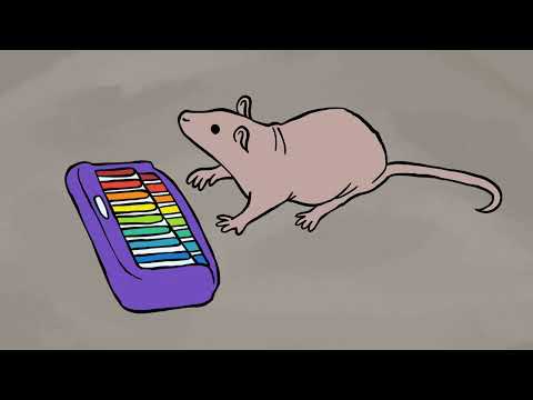 Neil bangs out the tunes Neil bangs out the tunes