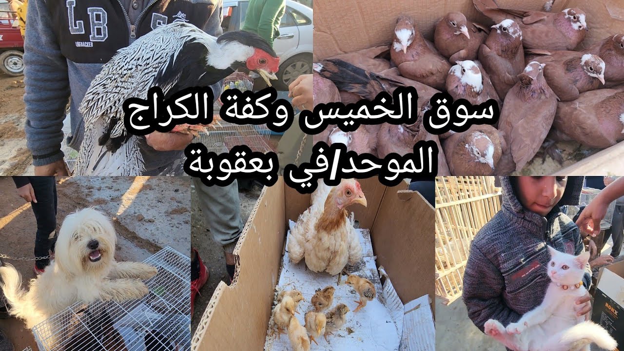 سوق الخميس محافظة ديالى/ بعقوبة وكفة  الكراج الموحد اليوم  2022/12/1