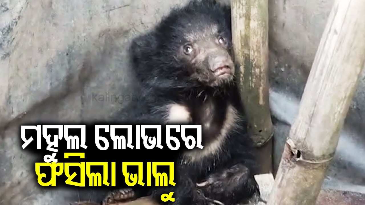 Odisha: Bear cub enters into village in Balasore's Nilgiri | KalingaTV