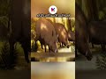 القصة 6 _ الجزء 4 _ النمر 🐯 الأسود المختلف عن والديه 😱 #viral #stories #anime #power #video #fyp