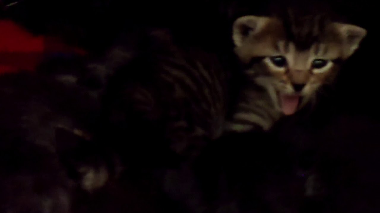 center for reproductive rights A783543, 44, 45, 46, 47, & 48 Onyx and her four kittens
