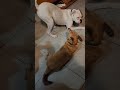 Lazy dog fight