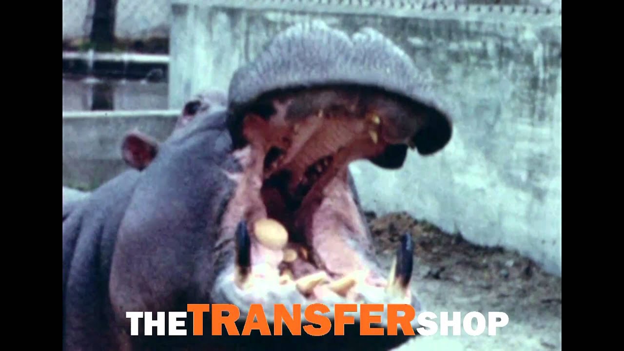 The Transfershop, super 8 en dubbel 8 filmpjes gescand met Flashscan HD scanner