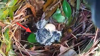 Download Lagu HAMPIR MATI, BAYI BURUNG MERASA SAKIT DIGIGIT SEMUT MP3 Download Lagu HAMPIR MATI, BAYI BURUNG MERASA SAKIT DIGIGIT SEMUT MP3