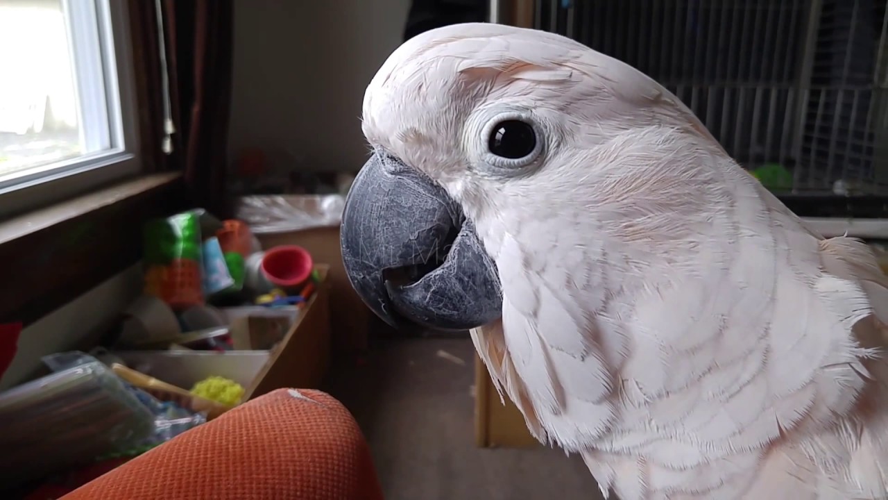 How Many Sounds Can Max Make In One Video YouTube