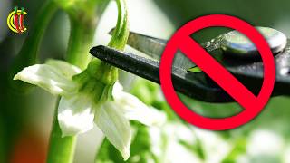 Remove Flowers From Young Chilli Plants?