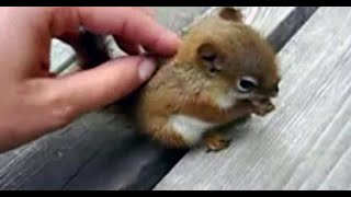 Cute/Funny Squirrel Videos