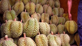 GIANT DURIAN COME BACK ! | Thai Fruit
