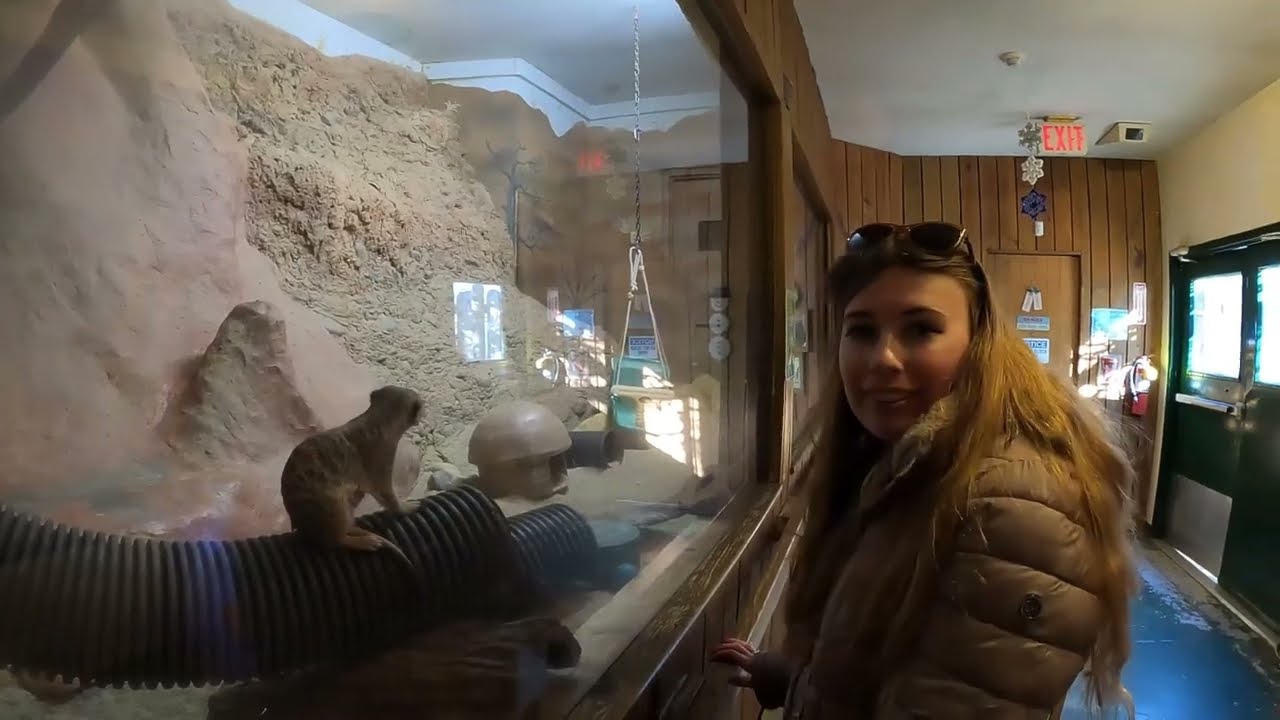 Capron Park Zoo, Attleboro - MA: Christmas Tour with Wild ANIMALS!