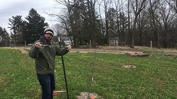 How to Stake a Fruit Tree