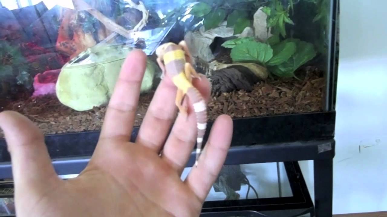 habitat de las aves Super Giant Sunglow Leopard