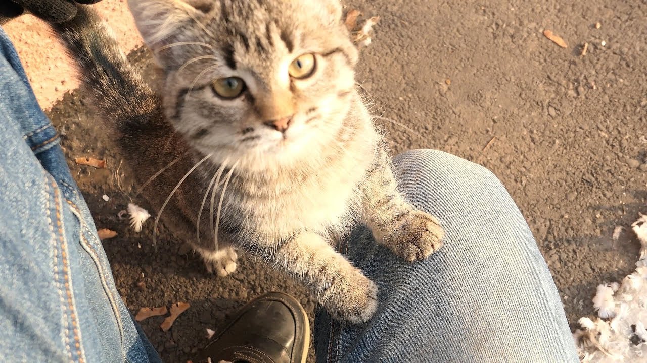 dog sound Hungry kittens and a stray dog