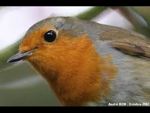 Rouge Gorge Loiseau Ami Des Jardiniers Détente Jardin