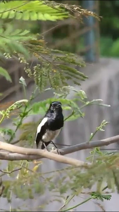 kacer ngeplong keras di hutan