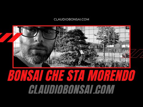 Video: Perché il mio pino sta morendo?