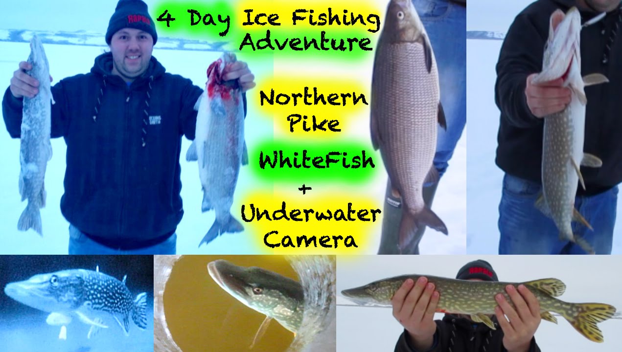 Ice Fishing Adventure 🎣 Jackfish/Pike & WhiteFish YouTube