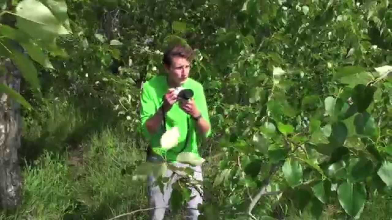 You Don't Have to Know the Species