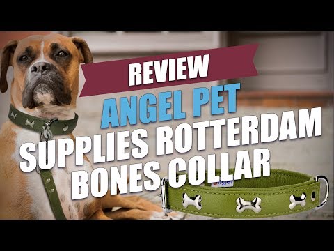 angel-pet-supplies-rotterdam-bones-collar-review