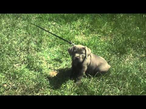 10 week old cane corso puppy