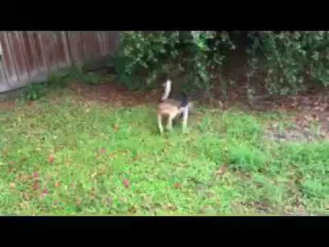 Carolina Coonhound Rescue 97