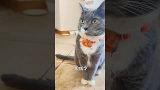 Evidence Collection Underway 🐱 #cat #cats #pet #pets #kitten #kitty #catshorts #catlife #meow