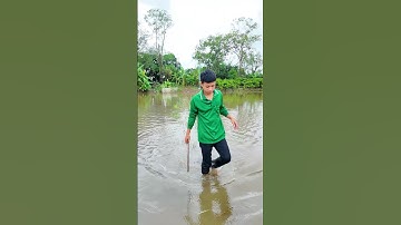 Bỏ phố thuê đất làm lúa, cuối vụ đếm lại chỉ lời 15 triệu! #duylamnong #lua