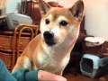 甘い声でパパを呼ぶ柴犬いちご　Shibainu Sweet voice