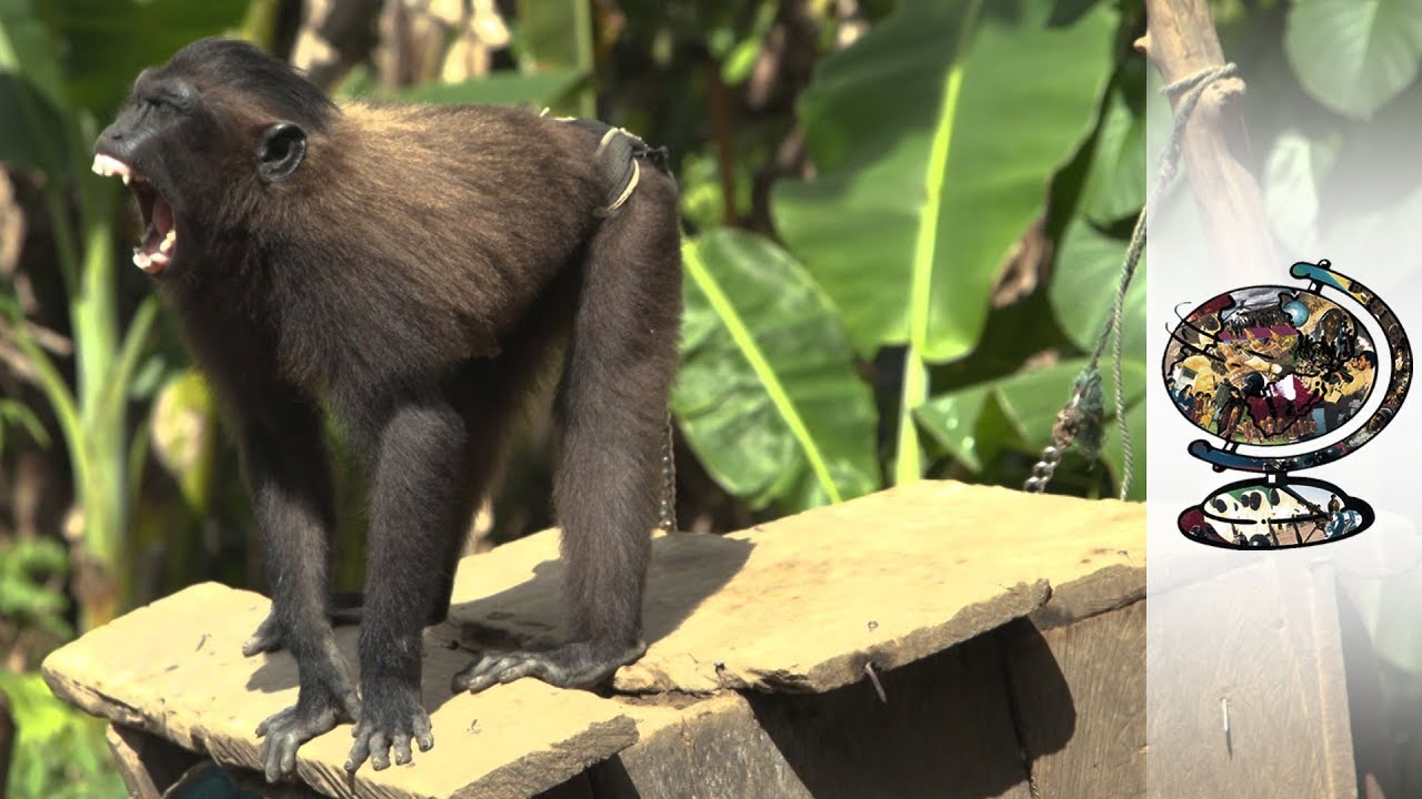 Documentary backdrop image for Indonesia Risks Losing Its Exotic Wildlife To Hunting (2019)