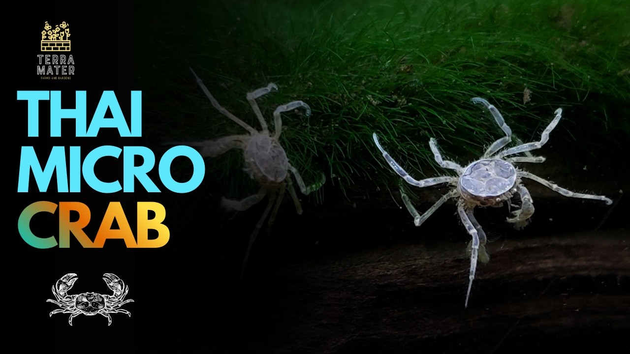 Тайский микрокраб (Limnopilos naiyanetri): описание вида крошечного пресноводного краба.