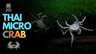 Thai Micro Crab (Limnopilos naiyanetri): Tiny Freshwater Crab Species Profile