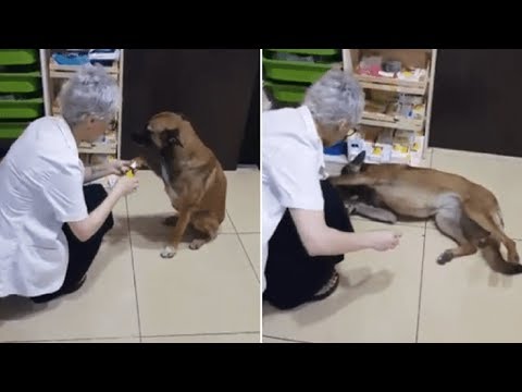 Stray Dog Walks To Pharmacy And Asks For Help Her Injured Paw