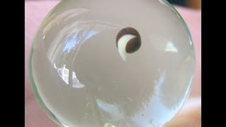 Polymer Balls Germinate Seeds Inside Water Balz Science Experiment