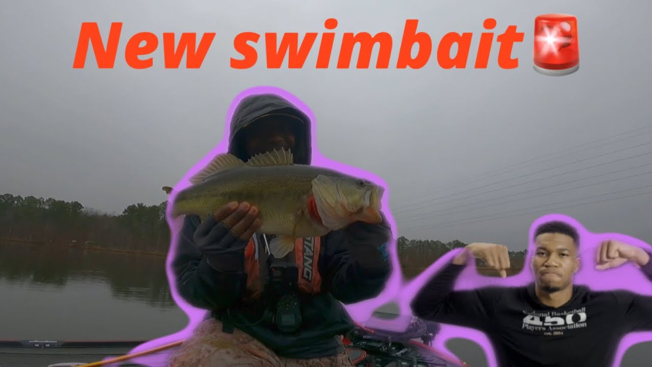 How to fish stained shallow water for bass with swimbaits