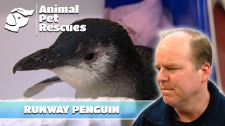 Brave Penguin's Journey: Rescued from Airport Runway | Full Episode | Animal House