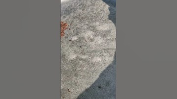 #ट्राइकोडर्मा#DKC trichoderma#trichoderma#जैविक खेती #जीरा की फसल में जड़ गलन रोकने का रामबाण उपाय।