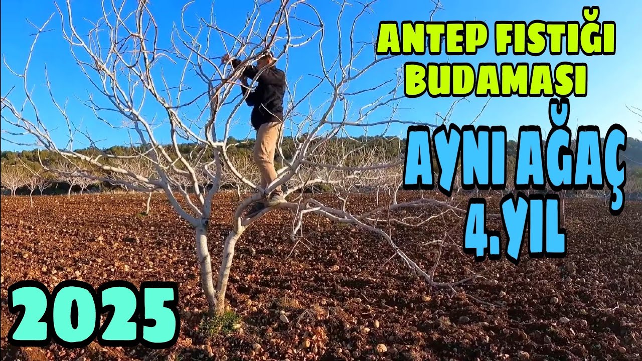 ANTEP FISTIĞI BUDAMASINDA DOGRU ZAMAN... AYNI AĞAÇ ÜZERİNDE 4. YIL BUDAMASI...