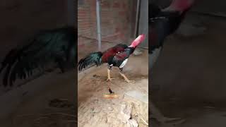 Ganoi patuai Ganoi patuai