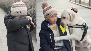 The Little Master Was Bullied, The Dog Rescued Him, But Was Blamed By The Master