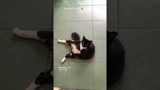 Heybee Thinking About Life Catlovers