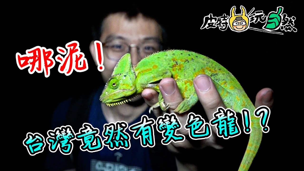 高冠变色龙 维基百科 自由的百科全书